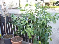 100_2865.webp
