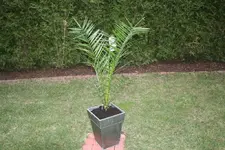001.webp