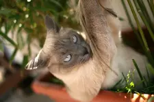 YW5kcmVhX3RhbWZhbEAxNjAyNTYwMzFAMkAyMDA4MDYwNjE2MDgwM0AxMjE5NzU2MzAy.webp