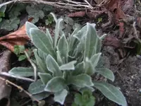 BILD0301.webp