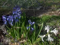 HPIM6299.webp