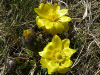 adonisroeschen02.webp