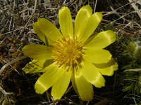 adonisroeschen03.webp