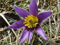 kuechenschelle02.webp