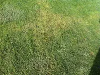 gras 2.webp