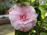 Kamelie.webp