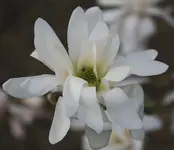 Sternmagnolie2.webp