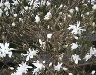 Sternmagnolie.webp
