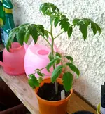 Nonna_03042011.webp