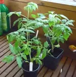 Frühtomate_BPrince_MexHonig_03042011.webp