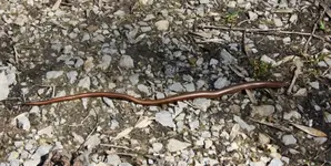 Blindschleiche (4).webp