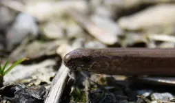 Blindschleiche.webp