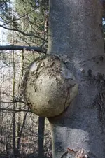 Krustenbrot seitlich.webp