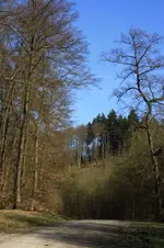 Waldweg.webp