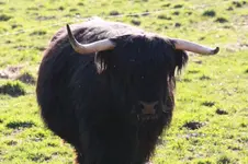 Highland schwarz (3).webp