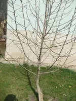 DSCF2573.webp