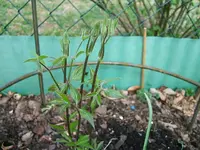 DSCF5115.webp