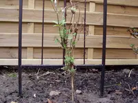 2011 04 02 008.webp