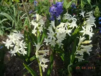 231.webp