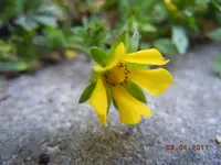 233.webp