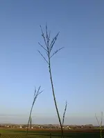DSCF7906.webp