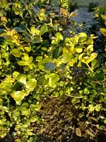 DSCF7918.webp