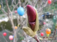 216.webp