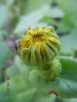 217.webp