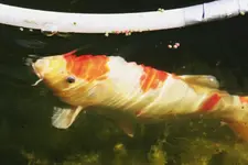 Koi 04 (14).webp