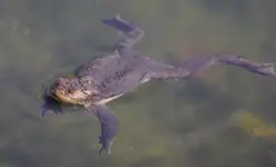 Koi 04 (8).webp