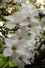 DSC_6530.webp