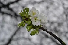 DSC_0311.webp