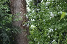 DSC_0289.webp
