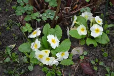 DSC_0266.webp
