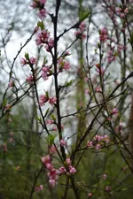 DSC_0261.webp