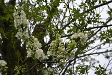 DSC_0259.webp