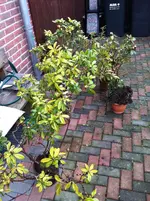 Rhodo.webp
