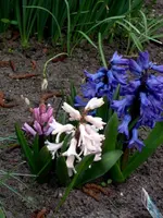SDC13244.webp