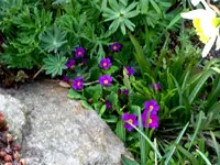 SDC13260.webp