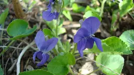 2011 04 03 013.webp