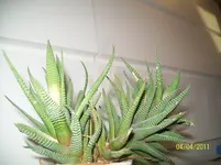 100_5648.webp
