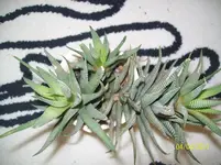 100_5649.webp