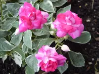 Lieserl 1.webp