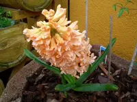 Hyazinthe.webp