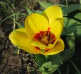 Tulpe (7).webp