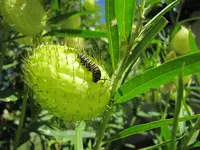 Raupe Monarch (1).webp