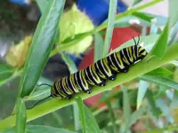 Raupe Monarch (2).webp