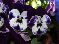 Hornveilchen lila weiss.webp