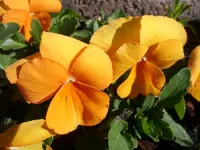 Hornveilchen orange.webp