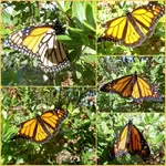 Monarchv.webp